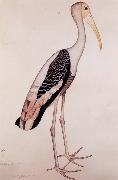 Zayn AL Din A Painted Stork oil painting picture wholesale
